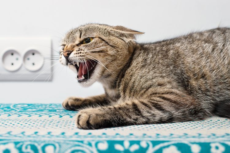 kucing, Jok Kulit, jok motor, cakaran kucing, jok motor pm auto, Ini Cara Ampuh Lindungi Jok Motor dari Cakaran Kucing