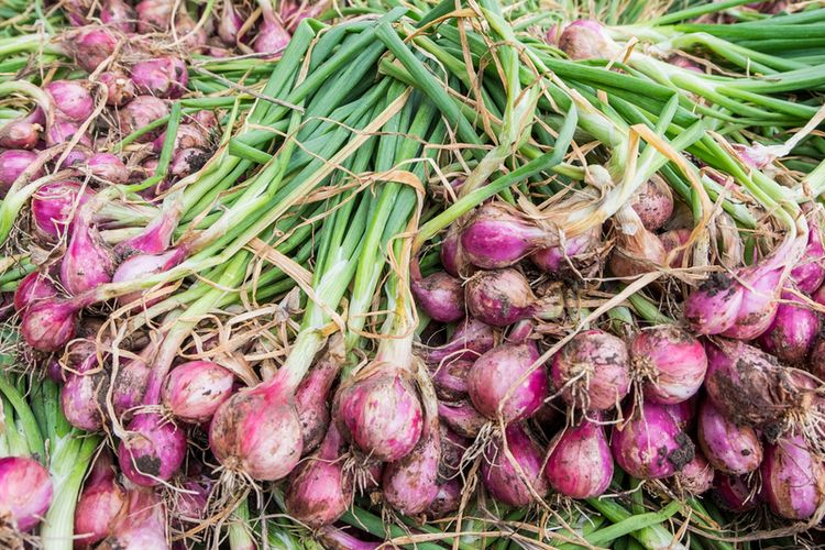Manfaat bawang merah, manfaat bawang merah, manfaat bawang merah untuk kesehatan, manfaat bawang merah untuk kesehatan tubuh manusia, manfaat bawang merah mentah dimakan, bawang merah besar, manfaat makan bawang merah, manfaat bawang merah untuk obat, 7 Manfaat Bawang Merah untuk Kesehatan, Bisa Hilangkan Jerawat, 1. Menangani kolesterol, 2. Mengurangi risiko penyakit jantung, 3. Mengatasi diabetes, 4. Mencegah penyumbatan sel-sel pembuluh darah, 5. Memperkuat tulang dan persendian, 6. Antiperadangan, 7. Menghilangkan jerawat