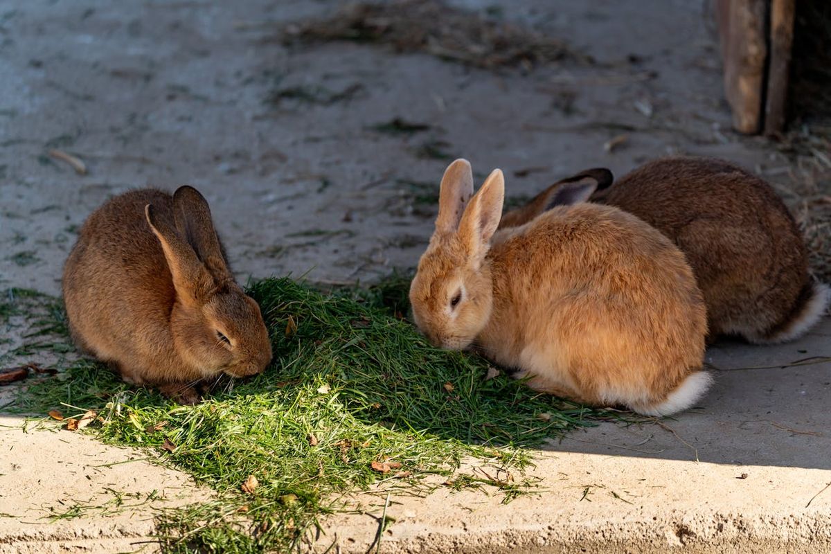 Pulau Kelinci Jepang, Pulau Kelinci Jepang Okunoshima, Dihuni Ribuan Kelinci yang Hidup Bebas