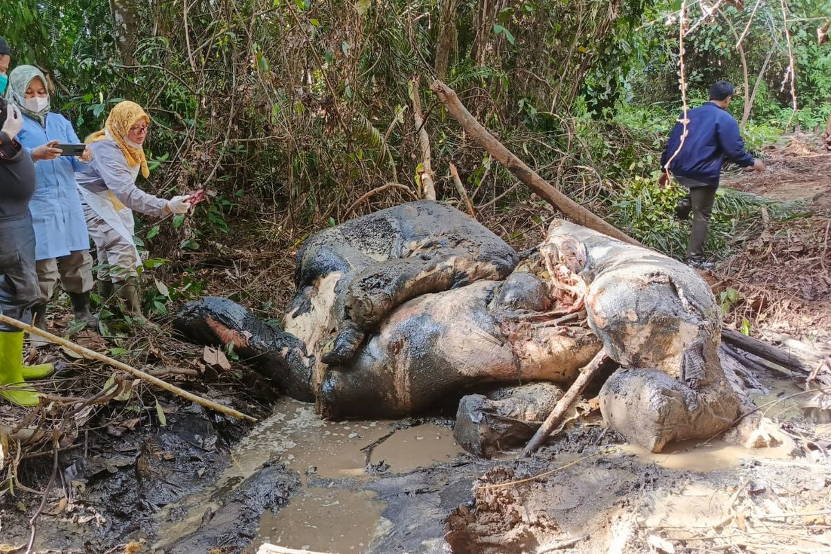 Riau, Kemenhut, gajah sumatera, Gajah Tewas Tanpa Kepala di Riau, Kemenhut: Perburuan Liar adalah Kejahatan Serius