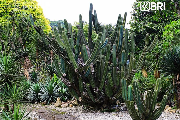 Kebun Raya Bogor, Wisata Bogor, kebun raya bogor ada apa saja, taman kaktus kebun raya bogor, taman kaktus bogor, wisatawan coret kaktus kebun raya bogor, wisatawan rusak kaktus kebun raya bogor, 2 Pengunjung Kebun Raya Bogor Coret Kaktus, Dihukum Rawat Tanaman