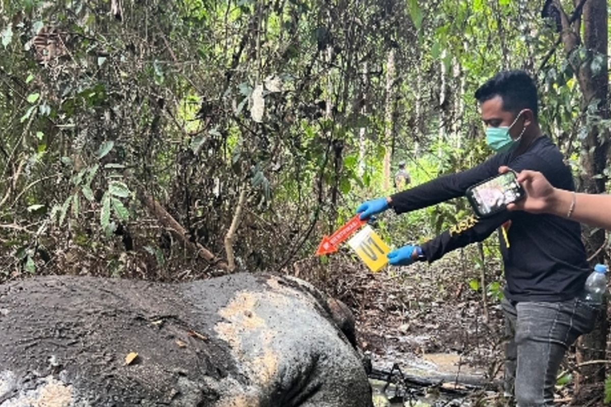 Riau, kematian gajah, Lingkungan, Gajah Sumatera Ditemukan Tanpa Kepala di Riau, Tim Gabungan Buru Pelaku