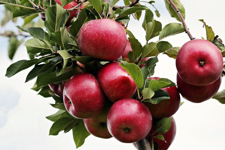 cara menanam stroberi, tanaman buah yang cepat panen, tanaman buah di pot, tanaman buah di pot cepat berbuah, 4 Buah yang Cepat Berbuah Meskipun Ditanam dalam Pot, Tak Perlu Beli, 1. Stroberi, 2. Blueberry Kerdil, 3. Pohon Apel Kerdil, 4. Pohon Lemon Meyer