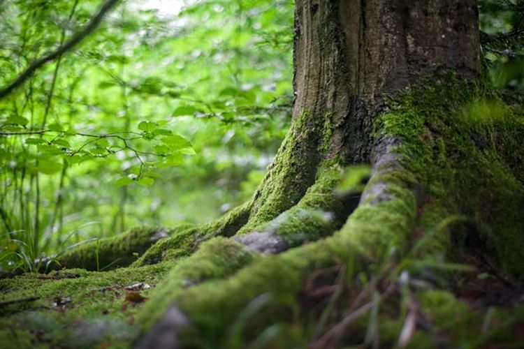 beli hutan, membeli hutan, Doug Tompkins, Pendiri The North Face, pandawara, doug tompkins, pendiri the north face, Pandawara Ajak Beli Hutan, Mimpi yang Pernah Diwujudkan Doug Tompkins, Siapa Dia?
