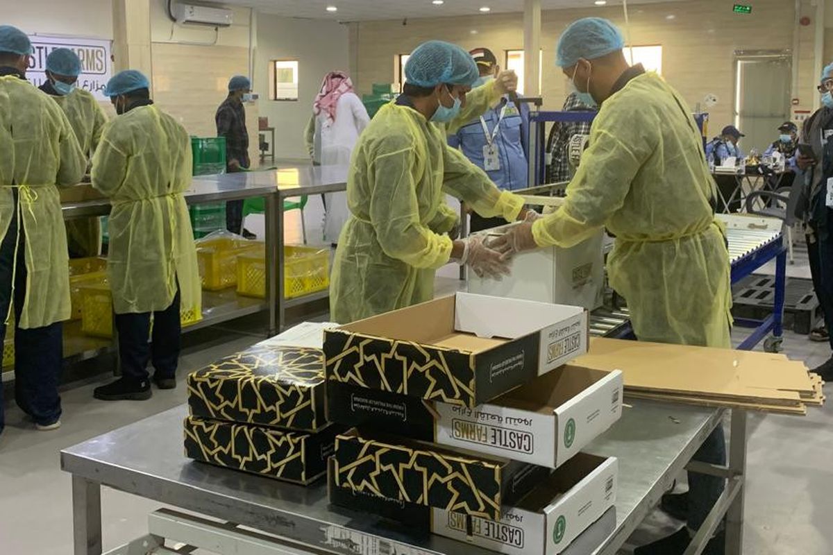 Kurma Ajwa, kurma Ajwa, Madina, kurma ajwa, kurma ajwa asli, kurma ajwa al madinah, pabrik kurma ajwa, pabrik kurma Ajwa di madinah, Mencicipi Kurma Ajwa di Madinah, Oleh-oleh Haji Favorit yang Paling Banyak Diekspor ke Indonesia