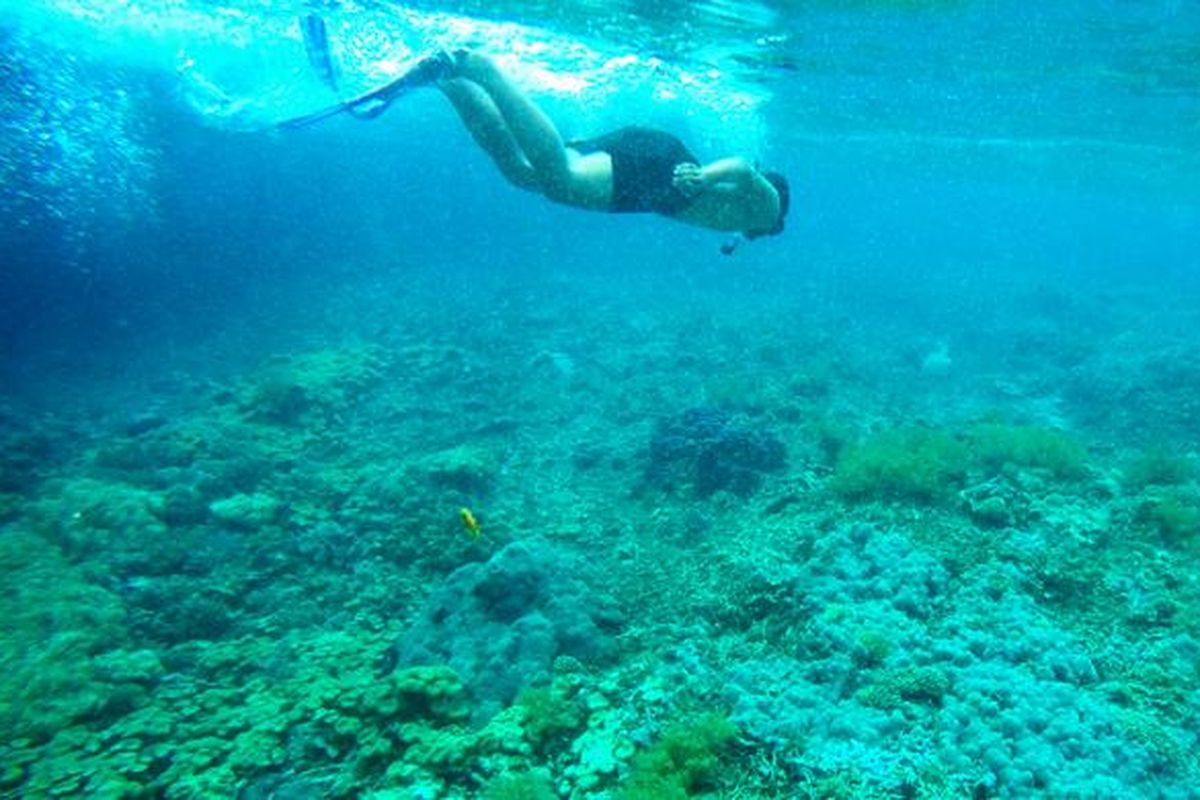 labuan bajo, Tour guide tewas saat snorkeling di Labuan Bajo, Perairan Taka Makassar, Detik-detik Tour Guide Tewas saat Snorkeling, Sempat Bilang