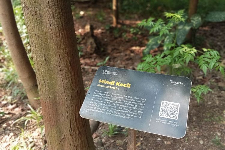 Hutan Kota Srengseng, Hutan Kota di Jakarta Barat, hutan kota srengseng jakarta barat, hutan kota srengseng tutup jam berapa, hutan kota srengseng bayar berapa, Main ke Hutan Kota Srengseng, Bisa Ngapain Aja?, 1. Duduk santai di tepi danau, 2. Jalan santai di tengah hutan, 3. Olahraga, 4. Memancing, 5. Belajar jenis pohon