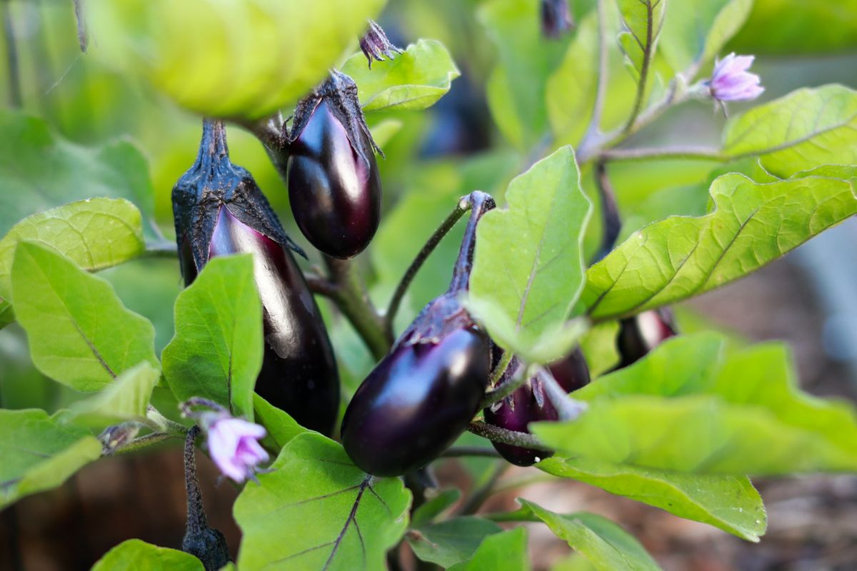 Solanum kalimantanense, Peneliti BRIN Temukan Spesies Terong Berduri Baru dari Kalimantan
