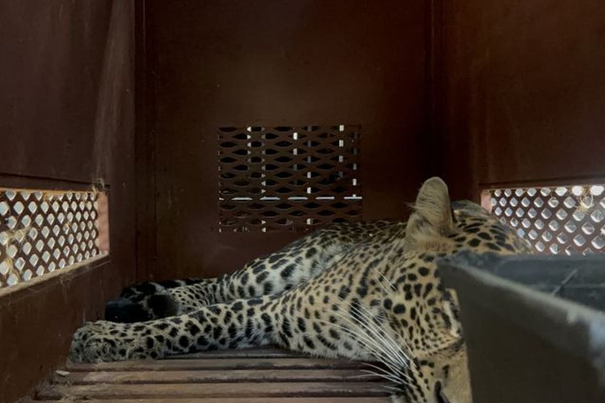 macan tutul masuk hotel, macan tutul masuk hotel di bandung, macan tutul masuk hotel bandung, Macan Tutul Jawa Tersesat ke Hotel di Bandung, Ahli Sebut Akibat Perburuan Liar