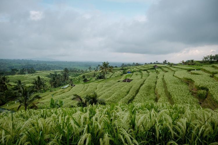 desa di Bali, Desa Penglipuran, Desa Jatiluwih, Rekomendasi 7 Desa di Bali yang Bisa Dikunjungi Jika Bosan Wisata Pantai, 1. Desa Penglipuran, 2. Desa Jatiluwih, 3. Desa Tenganan, 4. Desa di Ubud, 5. Desa Munduk, 6. Desa Batubulan, 7. Desa Trunyan
