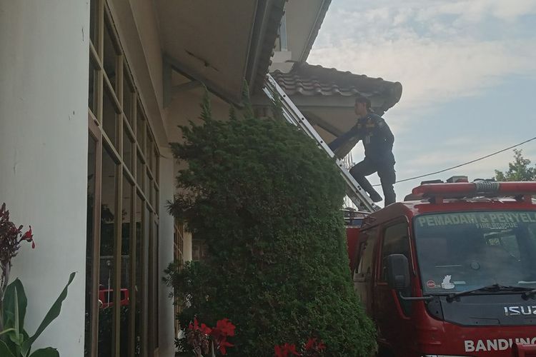 hotel di Bandung, macan tutul masuk ke hotel, Bikin Geger! Seekor Macan Tutul Tiba-tiba Masuk ke Hotel di Bandung