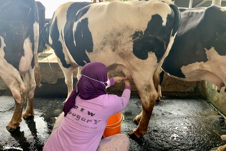 cibugary farm jakarta timur, harga tiket masuk cibugary farm, peternakan susu sapi di jakarta, peternakan susu sapi di jakarta  timur, Unik, Ada Wisata Perah Susu Sapi di Tengah Kota Jakarta