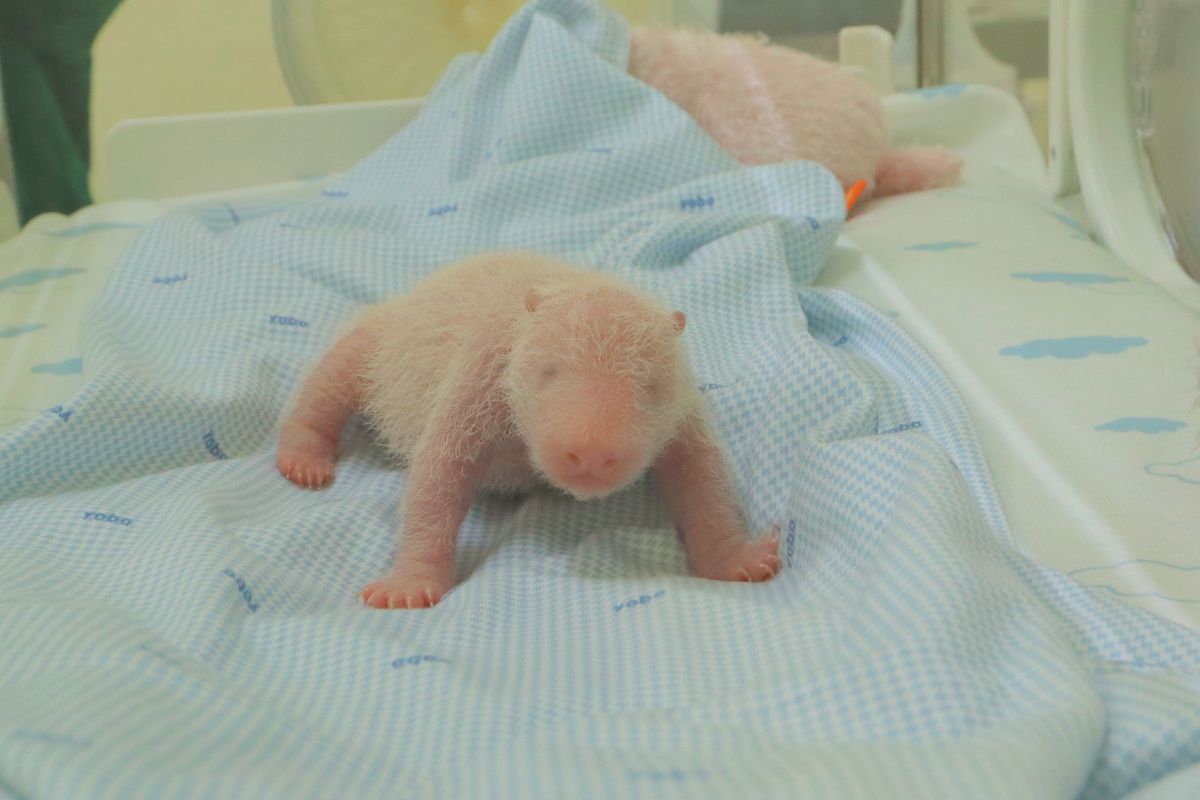 panda, Bayi panda lahir di Taman Safari Indonesia, Bayi Panda Lahir di Taman Safari Bogor, Dinamai Satrio oleh Prabowo, Hasil kolaborasi panjang Indonesia–China, Proses reproduksi berbasis sains yang sangat ketat, Perkembangan bayi panda, stabil dan dipantau 24 jam, Dinamai Satrio oleh Presiden Prabowo