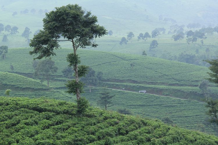 kebun teh, Jawa Tengah, wahana, wisata, 5 Wisata Kebun Teh Kekinian di Jawa Tengah yang Punya Wahana Seru, 1. Kebun Teh Kemuning (Karanganyar), 2. Kebun Teh Kaligua (Brebes), 3. Kebun Teh Tambi (Wonosobo), 4. Kebun Teh Medini (Kendal), 5. Kebun Teh Pagilaran (Batang)