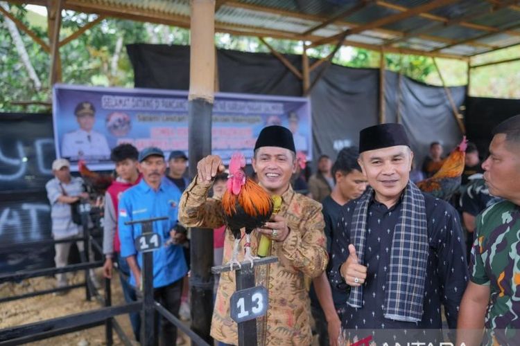 ayam kukuak balenggek, kukuak balenggek, Kabupaten Solok, Mengenal Ayam Kukuak Balenggek, Ayam Bersuara Merdu dari Sumbar