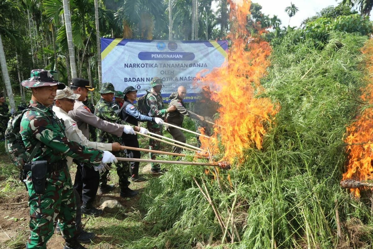 ganja, tanaman ganja, pemusnahan tanaman ganja, ladang ganja, titik ladang ganja, ladang ganja di Aceh Utara, BNN Temukan 6,5 Hektare Ladang Ganja di Aceh Utara, Total 97.000 Batang Dimusnahkan