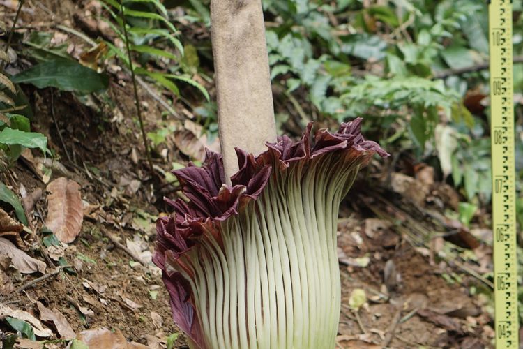 Bunga Bangkai Raksasa di Kebun Raya Bogor Mekar Hari Ini