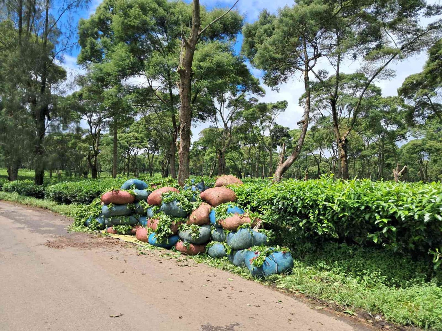 Bandung, Menikmati Keindahan Perkebunan Teh Pangalengan yang Tak Pernah Kehilangan Pesona