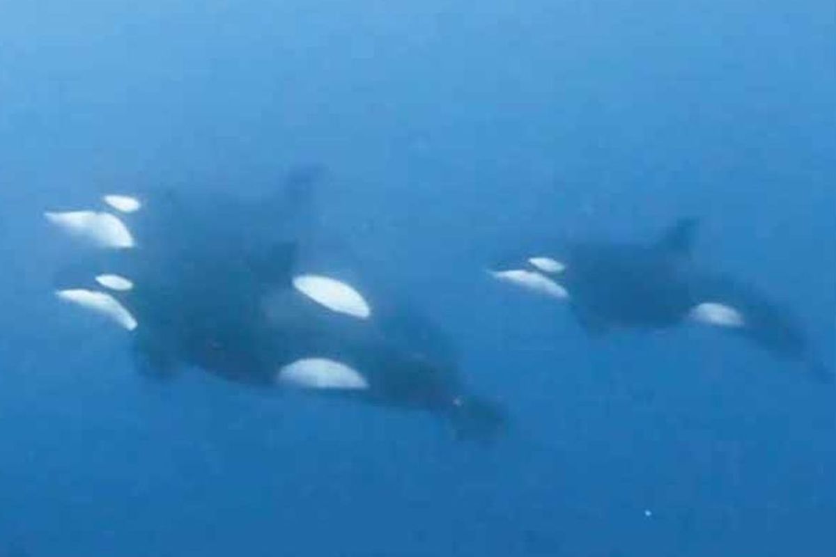 paus orca, kemunculan paus orca di perairan indonesia, Paus Orca Sempat Mampir ke Indonesia, Salah Satunya Dilihat Penyelam dari Dekat, 1. Pantai Basring Banyuwangi, 2. Pantai Inobonto, 3. Perairan Anambas, 4. Boolang Mongondow Selatan, 5. Kaimana