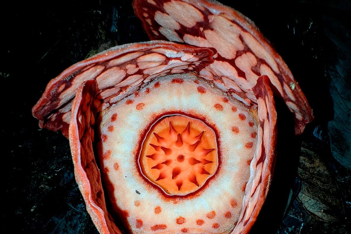Sumatera Barat, Rafflesia hasseltii, sumatera barat, Rafflesia hasseltii langka, Rafflesia hasseltii Mekar di Jantung Hutan Sumatera, Begini Potret Langkanya