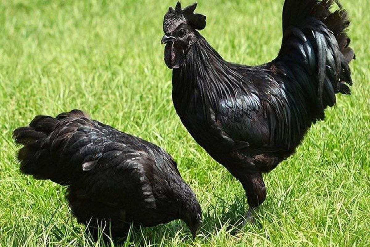 Ayam, cemani, ayam, ayam cemani, Ayam Cemani, Ayam cemani, Cemani, ayam cemani mahal, ayam cemani langka, ayam cemani hitam, ayam cemani harga, ayam cemani berasal dari mana, ayam cemani asli, Serba Hitam dan Mahal, Apa Istimewanya Ayam Cemani?, Asal Usul Ayam Cemani, Fenomena Fibromelanosis, Klasifikasi Berdasarkan Warna dan Ciri Fisik, Ayam Cemani di Dunia Internasional, Fakta Lain Ayam Cemani