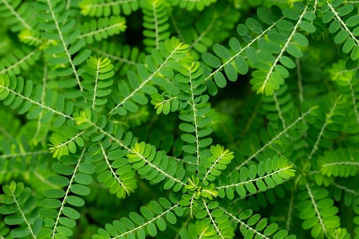 obat herbal asam urat dari tumbuhan, meniran manfaat, meniran obat apa, cara mengolah meniran untuk obat, cara mengolah meniran hijau untuk asam urat, cara mengolah meniran untuk asam urat, Cara Mengolah Meniran untuk Asam Urat, Pakai Batang dan Daunnya