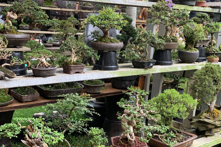 pameran flora dan fauna 2025, pameran flora dan fauna 2025 di lapangan banteng, flona pameran flora dan fauna 2025, panduan wisata ke pameran flora dan fauna 2025, panduan wisata lengkap ke pameran flona 2025, Panduan Wisata Lengkap ke Pameran Flona 2025 di Lapangan Banteng, Rute transportasi umum menuju Pameran Flona 2025, Harga tanaman dan hewan di Pameran Flona 2025, Spot foto di Pameran Flona 2025, Aktivitas wisata di Pameran Flona 2025