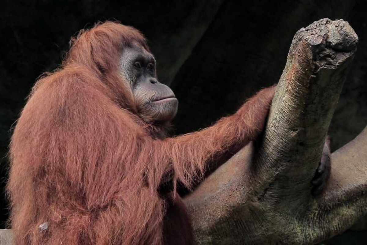 Jepang, Orangutan, Kisah Jennifer, Orangutan Indonesia yang Dijodohkan di Jepang