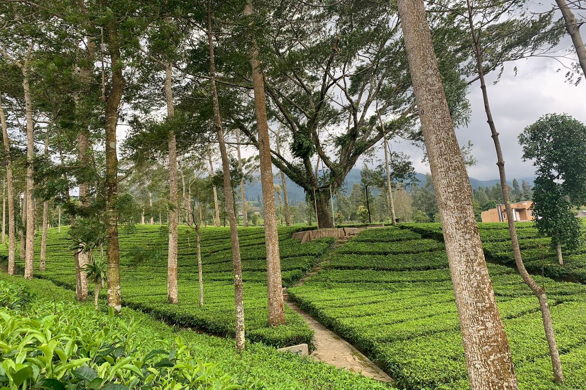 agrowisata tambi wonosobo, agrowisata tambi masuk 60 besar Wonderful Indonesia Award 2025, wonderful indonesia award, Wonderful Indonesia award 2025, Agro Wisata Tambi Wonosobo Masuk 30 Besar Wonderful Indonesia Award 2025
