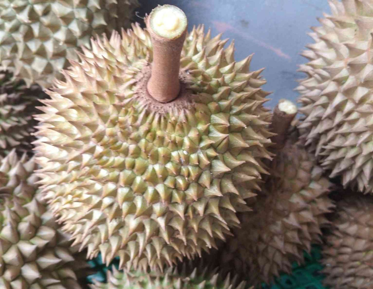 durian, Menikmati Durian Kampung Cengal, Harta Karun Tersembunyi Bogor Bagian Barat