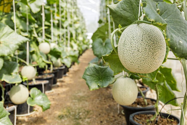 cara pilih melon manis, cara memilih melon madu yang manis, cara memilih melon golden yang manis, cara memilih buah matang, musim buah melon, Lagi Musim dan Banyak Dijual, 5 Cara Pilih Melon yang Manis Tanpa Kupas, 1. Perhatikan Permukaannya, 2. Pilih yang Terasa Berat, 3. Cermati Tekstur Kulit dan Jaringnya, 4. Ketuk dan Dengar Suaranya, 5. Cium Aromanya