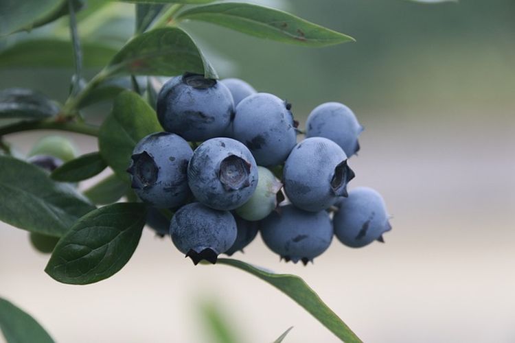 makanan yang bikin umur panjang, makanan bikin panjang umur, makanan buat umur panjang, minuman panjang umur, makanan agar umur panjang, makanan sehat panjang umur, 4 Makanan Kaya Flavonoid yang Bisa Bikin Umur Panjang