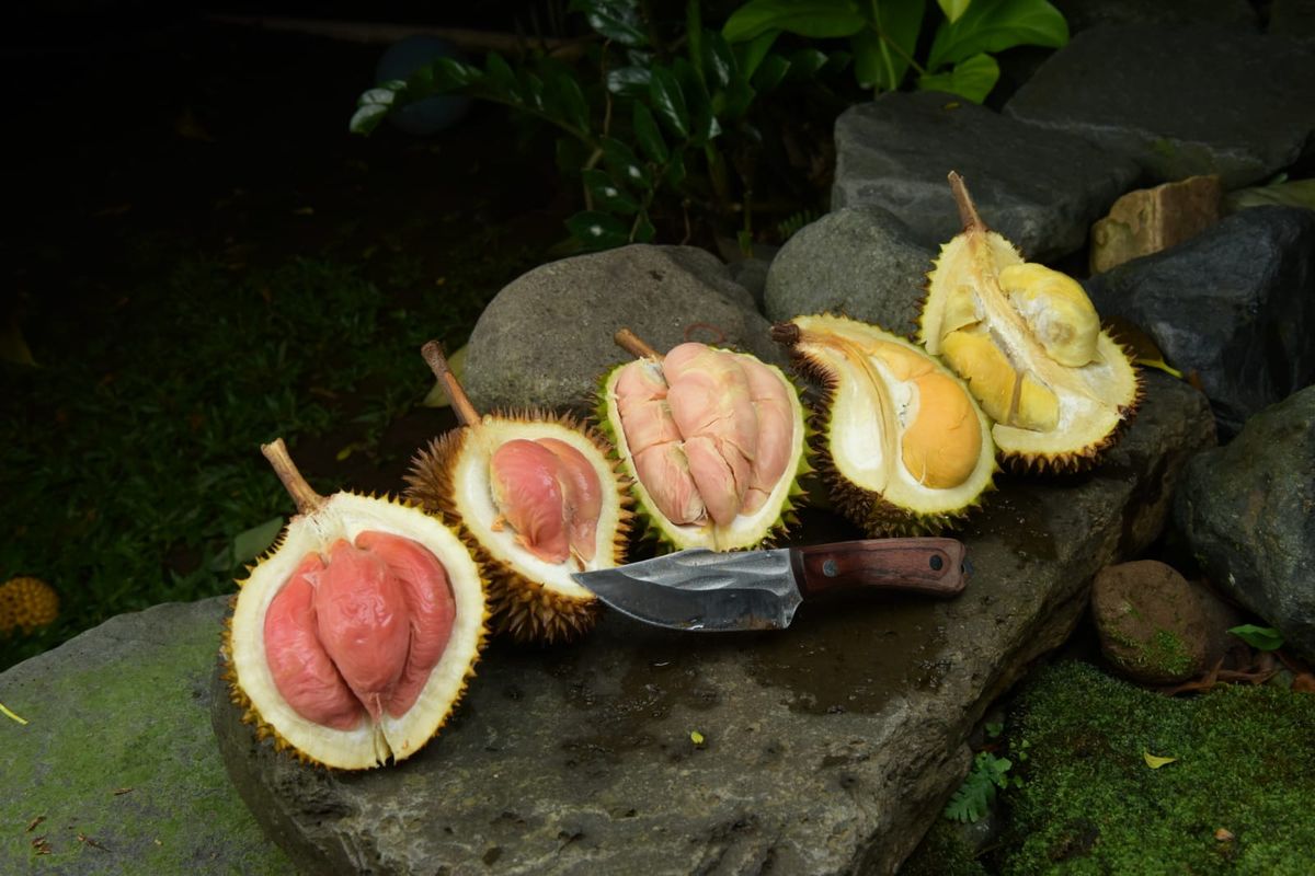 panen durian, Panen Besar di Musim Durian, Wilayah Ini Jadi Incaran Wisatawan