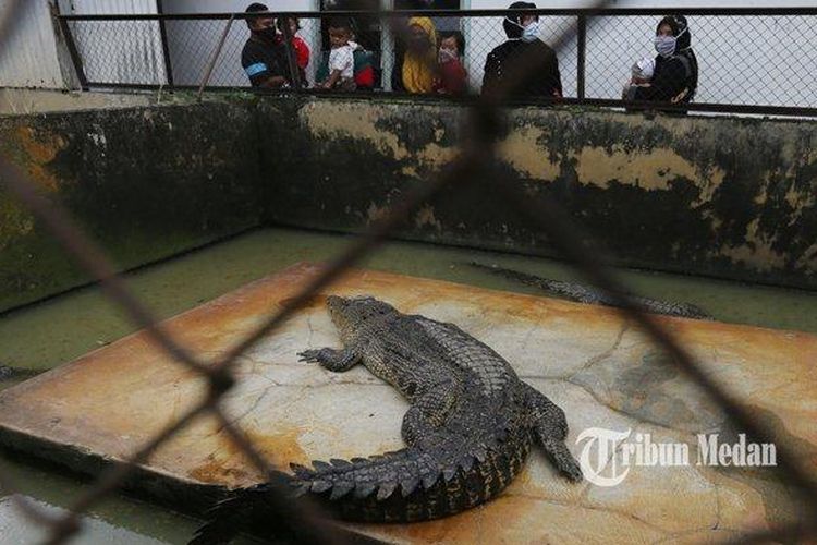 wisata Medan, alternatif wisata danau toba, tempat wisata keluarga medan, liburan di kota medan, Air Danau Toba Keruh, Ini 5 Alternatif Wisata Populer di Medan, 1. Penangkaran Buaya Asam Kumbang, 2. Dhuna Glow Medan Zoo, 3. Taman Hutan Kota Cadika, 4. Kolam Renang Bahagia, 5. Rahmat International Wildlife Museum &amp; Gallery