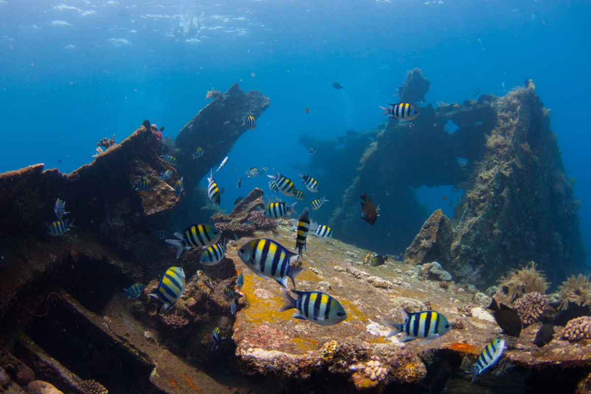 Aktris Kirana Larasati Pecahkan Rekor Diving di Tulamben Bali, Tembus 127 Meter