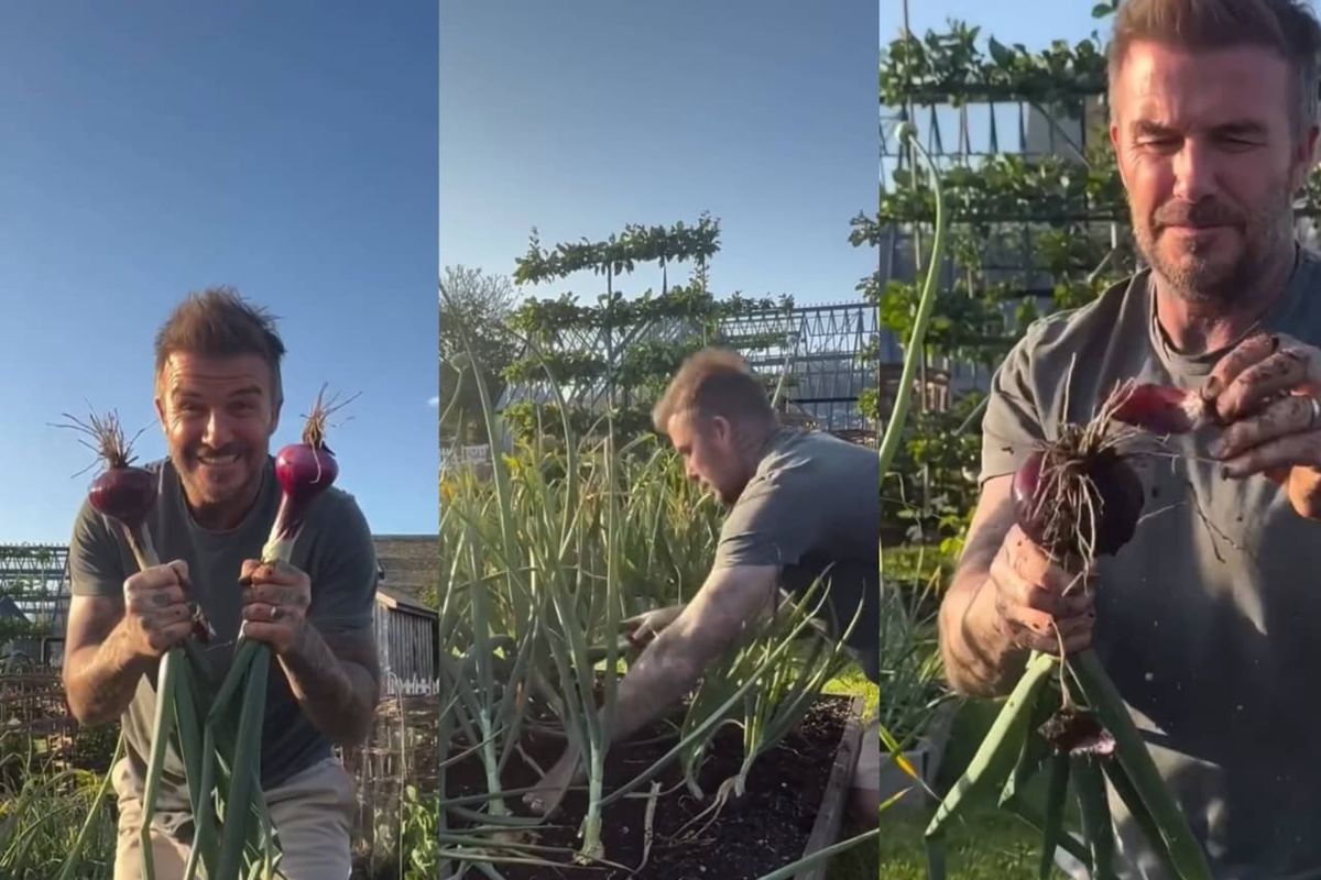 berkebun, manfaat berkebun, David Beckham, manfaat berkebun bagi kesehatan, david beckham berkebun, kebun david beckham, manfaat berkebun untuk kesehatan mental, manfaat berkebun di halaman rumah, manfaat berkebun di pekarangan rumah, berkebun untuk kesehatan mental, Hobi Berkebun seperti David Beckham, Ini 6 Manfaatnya untuk Kesehatan Mental, 1. Melatih penerimaan, 2. Melampaui perfeksionisme, 3. Mengembangkan pola pikir berkembang, 4. Forest bathing, 5. Hadir secara utuh, 6. Mengurangi stres