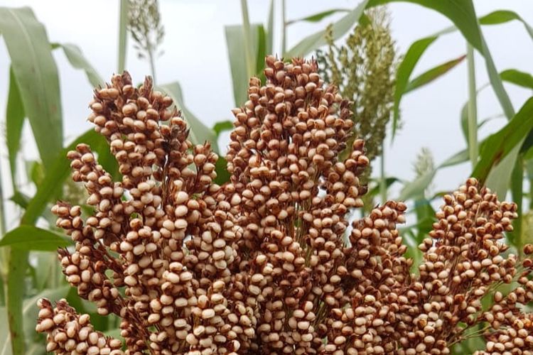 pengganti beras, pengganti nasi, pangan alternatif pengganti beras, pangan alternatif pengganti nasi, pangan nasional pengganti beras, Beras Lagi Mahal, Ini Alternatif Penggantinya Menurut Chef dan Ahli Gizi