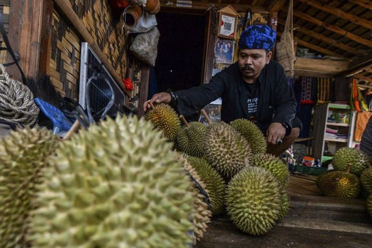 durian, Badui, durian Baduy, panen durian Baduy, Durian, panen durian baduy, harga durian baduy, durian baduy, Berburu Durian Baduy di Musim Panen, Rasa Legit dan Manis dengan Harga Hanya Rp 60.000 per Buah