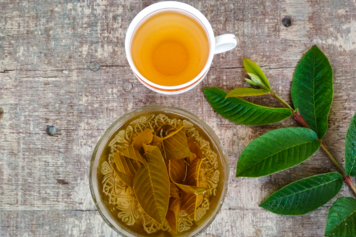manfaat daun jambu biji, obat herbal untuk masuk angin, daun jambu biji obat apa, cara mengolah daun jambu biji untuk masuk angin, obat herbal masuk angin dewasa, Cara Mengolah Daun Jambu Biji untuk Obat Masuk Angin