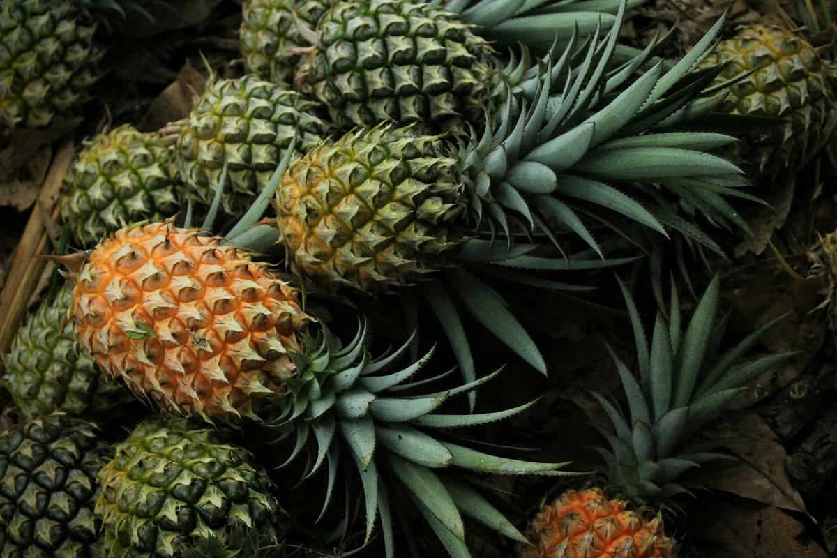 Kota Prabumulih, Kota Nanas, lokalpedia, kenapa prabumulih dijuluki kota nanas, kenapa prabumulih disebut kota nanas, Kenapa Prabumulih Dijuluki Kota Nanas? Begini Sejarah dan Asal-usulnya, Masa Kolonial hingga Kemerdekaan, Dari Kota Administratif Menjadi Kota Prabumulih, Kenapa Disebut Kota Nanas?, Dukungan Pemerintah