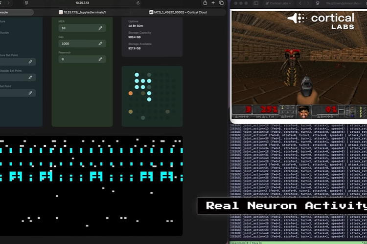Cortical Labs, sel otak, Doom, 200.000 Sel Otak Manusia Digabung ke Chip Komputer, Lalu Dilatih Main Game 