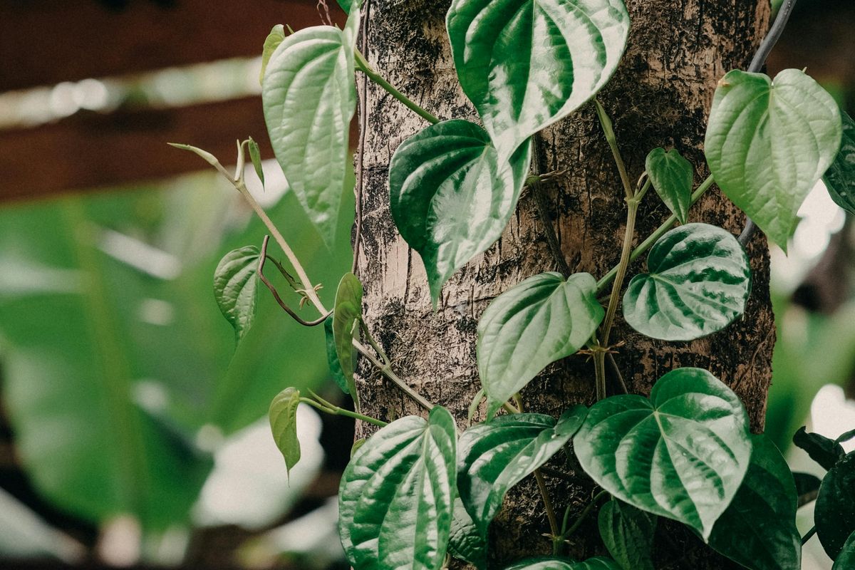 Daun Sirih untuk Asam Urat, obat herbal asam urat, cara racik daun sirih, daun sirih untuk asam urat, minuman herbal alami, Cara Racik Minuman Daun Sirih sebagai Obat Alami Asam Urat