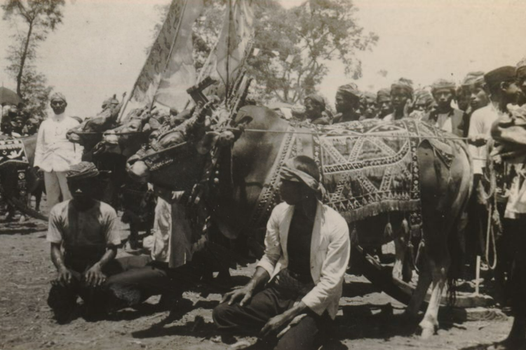 karapan sapi, Sejarah Karapan Sapi, Madura, sapi madura, karapan sapi Madura, karapan sapi madura adalah, asal usul karapan sapi, asal usul karapan sapi madura, sejarah karapan sapi di madura, Pangeran Katandur, Kenapa Disebut Karapan Sapi? Begini Sejarahnya di Madura