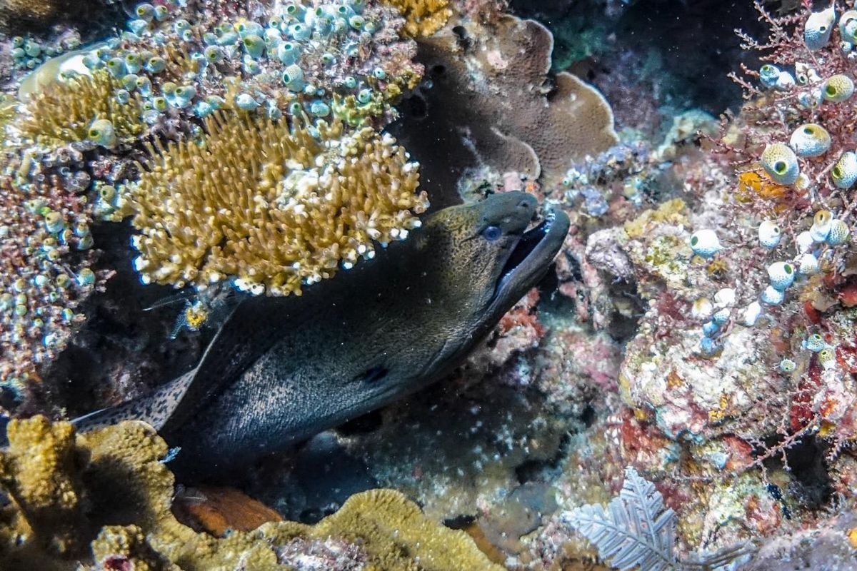 Greenpeace, tambang nikel, Raja Ampat, Tambang Nikel, greenpeace, raja ampat, kerusakan alam di raja ampat, Greenpeace Ungkap Kerusakan Lingkungan di Raja Ampat Akibat Tambang Nikel: Terumbu Karang Mati, Pulau Terancam Hilang, Greenpeace Pertanyakan Izin Tambang Nikel di Raja Ampat?, Kerusakan Nyata di Pesisir dan Laut Raja Ampat, Potensi Pulau Menghilang di Raja Ampat, Respons Pemerintah dan PT Gag Nikel, Pelanggaran Lingkungan dan Pengawasan KLH