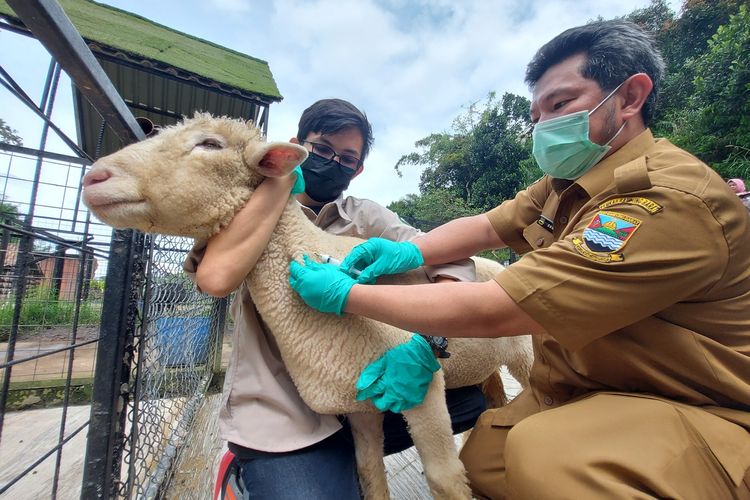 tiket masuk lembang park zoo, feeding hewan lembang, wisata keluarga lembang, lembang park zoo 2025, Harga Tiket Masuk Lembang Park &amp; Zoo 2025 dan Biaya Kasih Makan Hewan, Harga Tiket Masuk Lembang Park &amp; Zoo 2025, Jam Buka Lembang Park &amp; Zoo, Lokasi Lembang Park &amp; Zoo, Biaya Kasih Makan Hewan di Lembang Park &amp; Zoo, Wahana Tambahan: Cat Cafe hingga Pony Ride