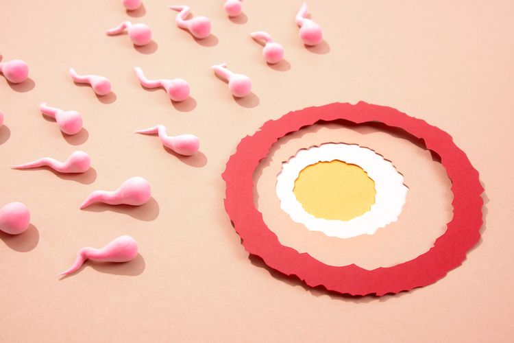 egg freezing, sel telur, Sabrina Chairunnisa Putuskan Jalani Egg Freezing, Apa Itu?, Mengapa sel telur dibekukan?, Tahapan dan proses pengambilan sel telur, Risiko yang mungkin terjadi, Batas waktu penyimpanan sel telur