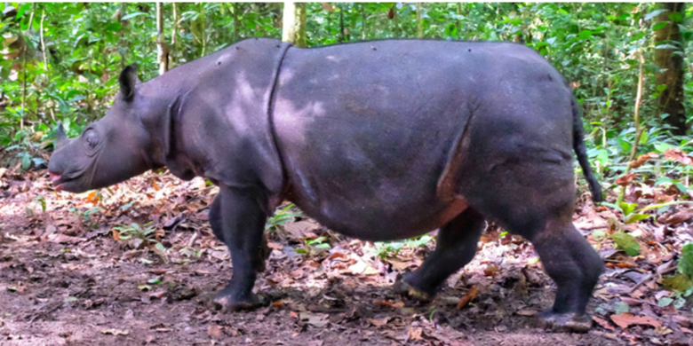 badak Kalimantan, Pari Mahulu, Suaka Badak Kelian, Mahakam Ulu, Pari Mahulu, Badak Kalimantan Terakhir akan Jalani Program Bayi Tabung