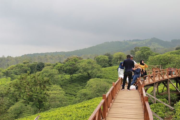 Malang, wisata di Malang, Rekomendasi 7 Tempat Wisata di Malang Raya, Banyak Pemandangan Alam, 1. Bukit Budug Asu (Lereng Gunung Arjuno), 2. Puncak Bundu (Bukit Purwo), 3. Kebun Teh Wonosari, 4. Bukit Kuneer, 5. Brakseng (Sumber Brantas), 6. Paralayang Batu (Gunung Banyak), 7. Bukit Waung (Pantai Modangan)