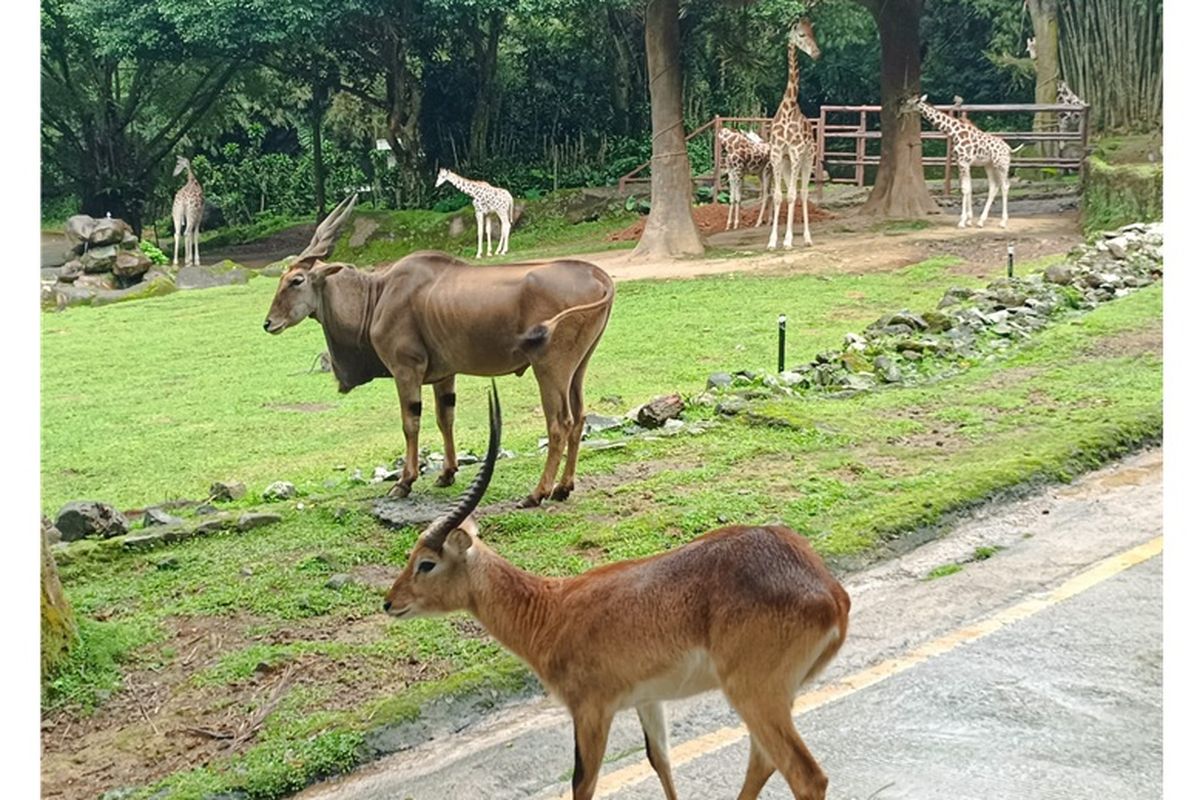 Taman Safari, Panduan Liburan Akhir Tahun ke Taman Safari: Atraksi hingga Antisipasi Macet, 1. Cek jadwal buka-tutup Jalur Puncak, 2. Perhatikan jadwal Car Free Night (CFN) Puncak, 3. Datang lebih pagi, 4. Sesuaikan jadwal pulang, 5. Pilih hari kunjungan dengan cermat, 6. Pantau kondisi lalu lintas secara real time, 7. Bawa persediaan makanan dan minuman