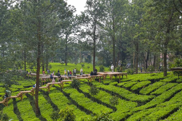 Puncak Bogor, tempat wisata di Puncak Bogor, libur sekolah, tempat wisata di bogor, tempat wisata di puncak bogor, puncak bogor, wisata bogor, 13 Tempat Wisata di Puncak Bogor, Cocok untuk Libur Sekolah dan Keluarga, 1. Agrowisata Gunung Mas: Jelajah Kebun Teh dan Wahana Seru, 2. Kentring Manik: Tempat Makan Hidden Gem di Jalur Puncak, 3. MiniMania Puncak: Keliling Dunia Tanpa Paspor, 4. Kembali ke Alam Puncak: Restoran Tepi Sungai Buka 24 Jam, 5. Enchanting Valley by Taman Safari: Wisata Keluarga Bernuansa Alam, 6. Kopi Tubing Puncak: Wisata Kuliner Plus Petualangan Sungai, 7. Cimory Dairyland Farm Theme Park: Dunia Peternakan Ramah Anak, 8. Taman Bunga Nusantara: Hamparan Bunga untuk Healing Keluarga, 9. Kuntum Farmfield: Bertani dan Berkuda di Tengah Kota, 10. Taman Safari Bogor: Ikon Wisata Satwa di Indonesia, 11. The Ranch Puncak: Naik Kuda dan Bertemu Hewan Lucu, 12. Nicole’s River Park: Wisata Foto dan Mini Zoo Kekinian, 13. Sakura Park MiniMania: Spot Foto Ala Jepang di Tengah Bogor